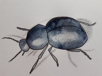 Les coléoptères sous la loupe du dessinateur