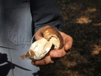 Sortie découverte des champignons en forêt de Cerisy (avec cueillette)