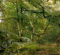 Randonnée sur les plus beaux sentiers de la forêt de Fontainebleau