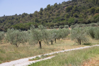 Conférence-exposition : L'olive antique, une industrie bien huilée !