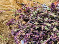 Balade nature : initiation à l'herboristerie sur le terrain