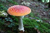 Balade nature : les champignons