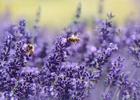 Atelier nature à la ferme : Découverte du monde des abeilles