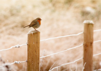 Potager collaboratif : Nourrir les oiseaux en hiver