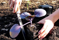 [ANNULÉ] Atelier jardinage : Planter en pleine terre (atelier adultes)