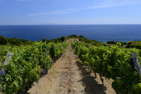 Afterwork vins de Corse