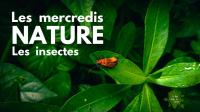 Les mercredis nature #1 Les insectes