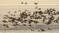 Oiseaux migrateurs de l'île d'Oléron
