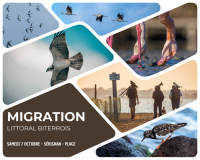 Migration : Littoral Biterrois - À la découverte des oiseaux migrateurs et de le