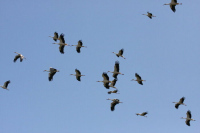 Observation des oiseaux migrateurs sur le littoral