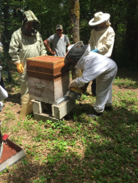 Journée d'initiation à l'apiculture