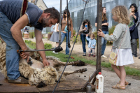 Bergeries en Ville : Atelier Famille :  Tonte des moutons