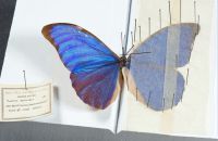L'entomologie tirée à 4 épingles (mon petit Muséum volume 4) à Pibrac