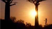 A l'ombre de baobab