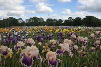 Visite libre de la collection de 2500 variétés au jardin d'iris
