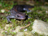 Vauville/50 : Découverte des amphibiens de la réserve naturelle de la Mare de Va