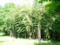 Visite commentée de la Bambousaie du Mépas