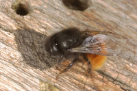 Nichoirs pour abeilles maçonnes