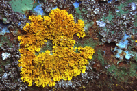 Vivre de l’air du temps, les lichens