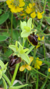 Orchidées et plantes méditerranéennes du coteau de Seine