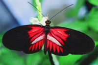 Exposition - Les papillons du monde : concept haut-garonnais