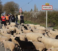Transhumance : accompagnez les moutons au parc Mouton Village