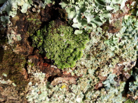Sortie "Etonnants lichens"