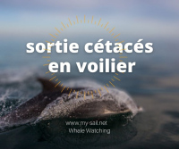 A la découverte des cétacés en voilier - Whale Watching