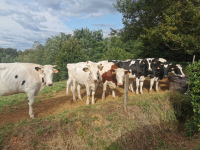 Visite de la ferme de Lorthe : vaches laitières et veaux