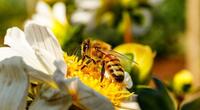 Les abeilles et la pollinisation