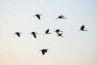 A la découverte des oiseaux migrateurs
