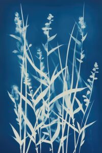 Atelier : Cyanotype végétal sur papier