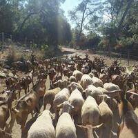 Découverte de l'élevage caprin de la chèvrerie de Valbonne