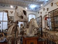 Visite libre des collections du musée de l'École nationale vétérinaire d'Alfort