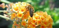 Balade : “pollinisateurs & comestibles” (Hellemmes)