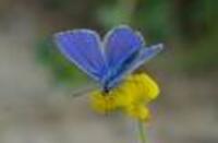 Sortie nature : Liens intimes entre flore et papillons