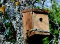 Soirtie nature : sortie ornithologique et construction de nichoirs