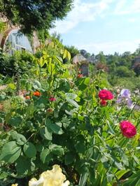 Visite jardins-terrasses de l'association « Traverses » d'Avallon