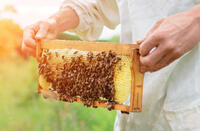 Démonstration: du jardin à la ruche