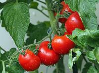 La tomate contre la Dystonie