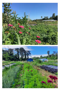 Un lieu, deux jardins agro-écologiques, une multitude de couleurs et de saveurs