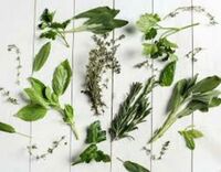 L’Odorat et le Toucher autour de plantes aromatiques