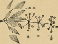 Atelier "Herbier dessiné de nos plantes compagnes" à Gavray-sur-Sienne