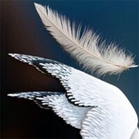 La Mouette - Anton Tchekhov - Le Carré Rond, Marseille à Marseille 6e