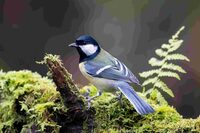 Rencontre avec les oiseaux des jardins : les observer et les reconnaître à Toulon