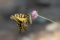 Découverte de la biodiversité de Toulon à Toulon