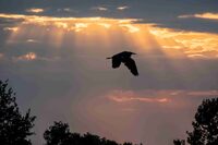 Les secrets de la migration des oiseaux à Toulon