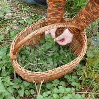 Découverte et dégustation de plantes sauvages comestibles à Loches