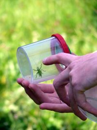 Petites bêtes terrestres à Loches