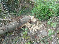 Sur les traces du Castor à Loches